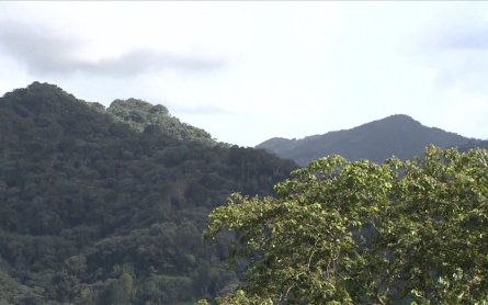 Climate change research heats up tropical rain forest